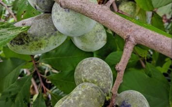 Pawpaws: A Symbol of Appalachia, But Not Exclusive to It