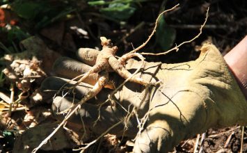 The Promise and Predicament of Ginseng in Appalachia
