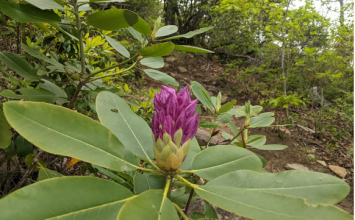 The Global Reach of Rhododendrons